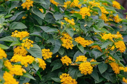 ランタナの写真