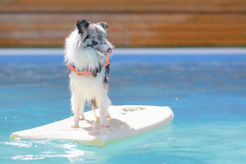 シェルティ シェルティ 犬,シェルティ,プールの写真素材