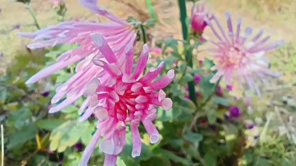 紫の食用菊・もってのほか 菊,食用菊,もってのほかの写真素材