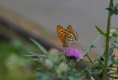 Photo, uragin leopard (panthera pardus orientalis), タ テ チ チ チ ウ branch, flower, 