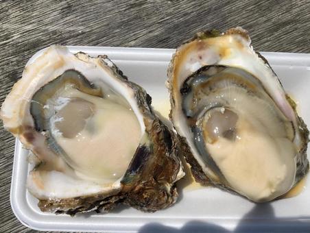 生牡蠣 牡蠣,貝,食べ物の写真素材