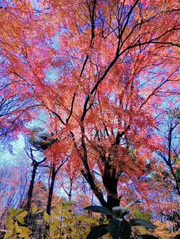 紅葉　赤城自然園　群馬県渋川市 紅葉,赤城自然園,秋の写真素材