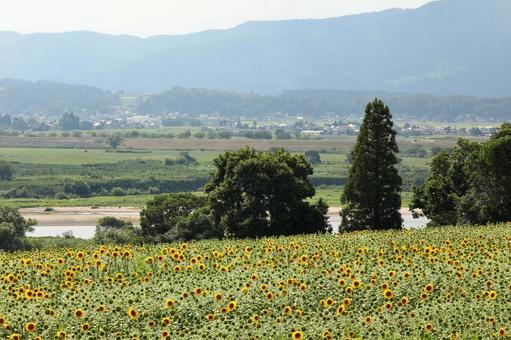 ひまわり8の写真