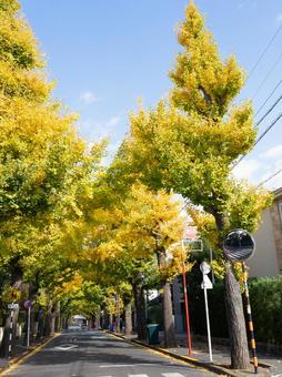 秋の田園調布イチョウ並木 秋,木,もみじの写真素材