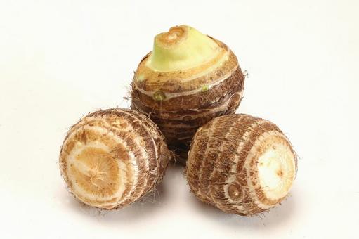 里芋収穫の写真