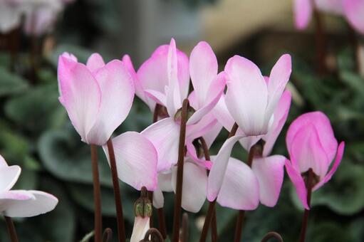 シクラメン　Cyclamen　マクロ シクラメン,楽しい,美しいの写真素材