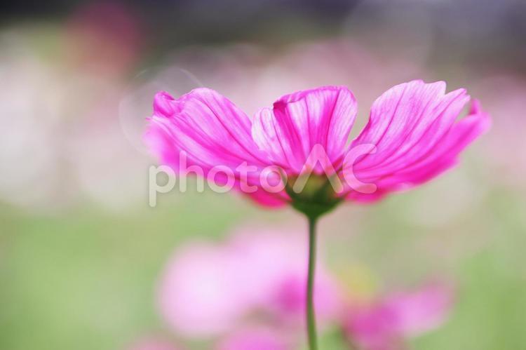 美しいピンクのコスモスの花 コスモス,秋,花の写真素材
