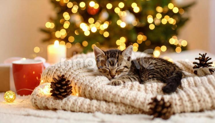 毛布の上で丸くなって眠る子猫 猫,毛布,丸くなるの写真素材