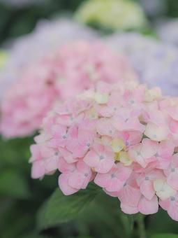 紫陽花 紫陽花の写真