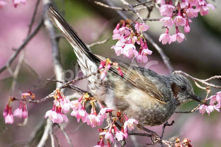 ヒヨドリとオカメザクラ ヒヨドリ,オカメザクラ,おかめ桜の写真素材