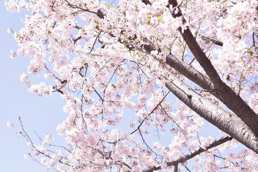 sakura sakuraの写真