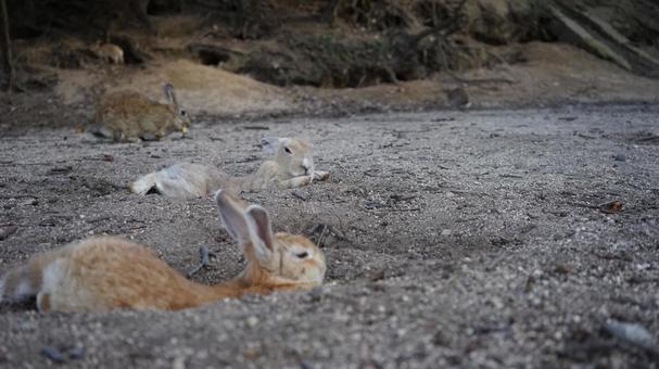 Photo, rabbit, sandy land, okunoshima, 