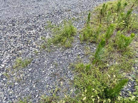 道端の雑草 道端の雑草 雑草,草,道草の写真素材