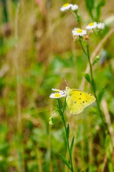 Monad butterfly (61), JPG