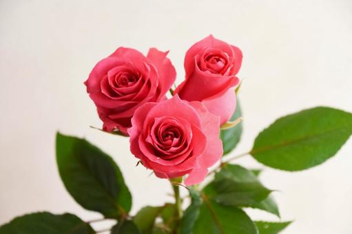 ピンクのばら ピンクのばら ピンク,水滴,ばらの写真素材