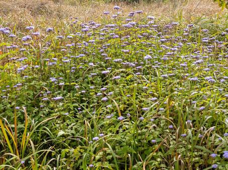 コノクリニウム・コエレスティヌム コノクリニウム・コエレスティヌ,キク科,多年草の写真素材