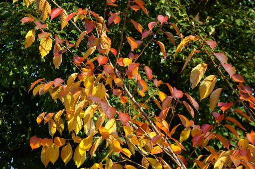 紅葉 紅葉の写真