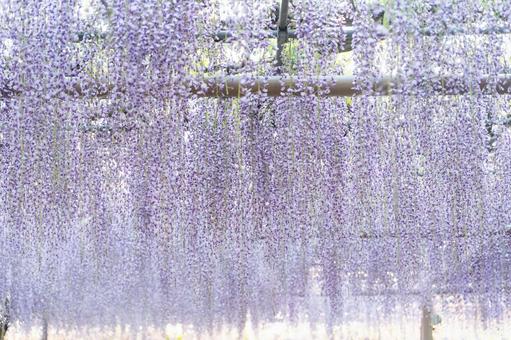 光あふれる藤の花のトンネル⑤ 光あふれる藤の花のトンネル⑤ 藤,花,春の写真素材