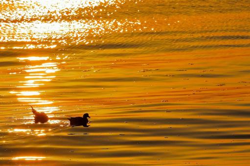 朝焼けの金色の海に鴨が戯れる-5 朝焼けの金色の海に鴨が戯れる-5の写真