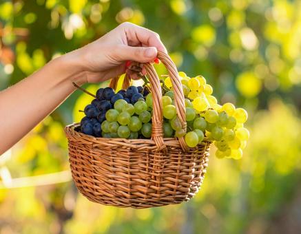 ブドウの籠を持つ手 ブドウの籠を持つ手の写真