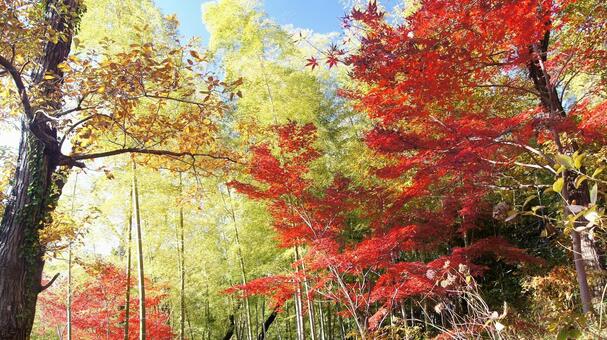 紅葉-1369 紅葉,モミジ,赤の写真素材