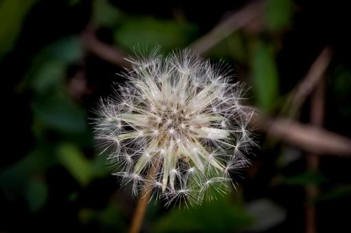 ＜素材＞セイヨウタンポポの綿毛 タンポポ,セイヨウタンポポ,綿毛の写真素材