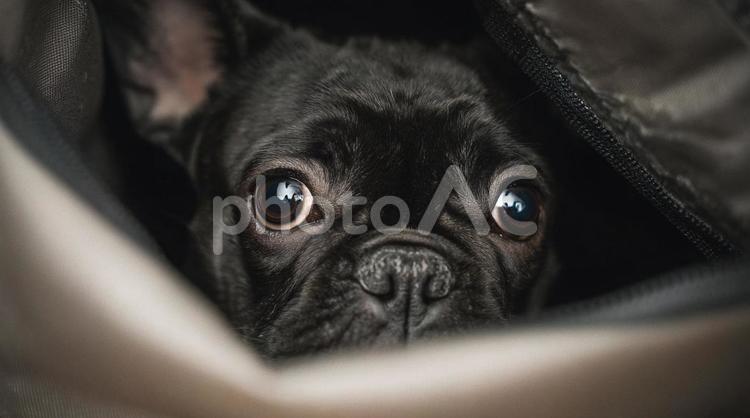 のぞき見する黒いフレンチブルドッグ・愛犬 フレンチブルドッグ,犬,覗くの写真素材