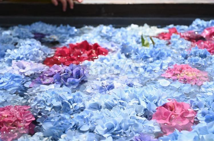 フローティングフラワー 夏の始まり,紫陽花,あじさいの写真素材