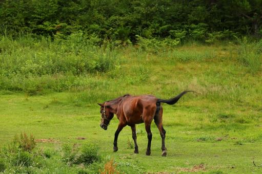 木曾馬6 木曾馬6の写真