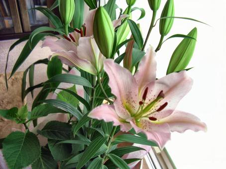 ユリの花-7 ユリの花-7の写真