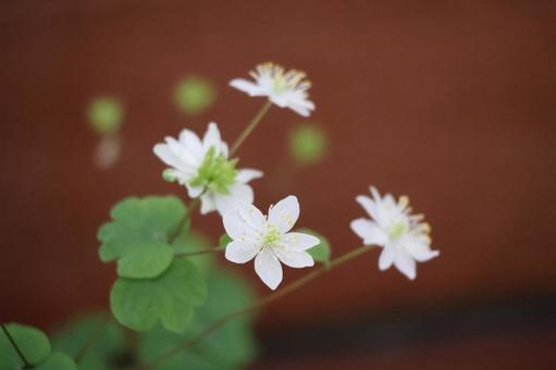 バイカカラマツの白い花びらの花のアップの写真