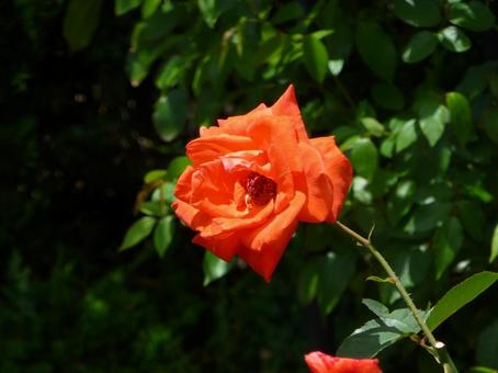 郊外のバラ園で開花した朱色のバラの花 郊外のバラ園で開花した朱色のバラの花の写真