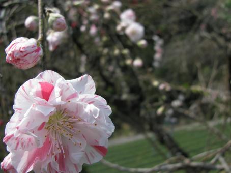 春の花 春の花の写真