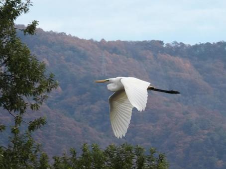 野鳥・ダイサギ ダイサギ,飛翔,飛ぶの写真素材