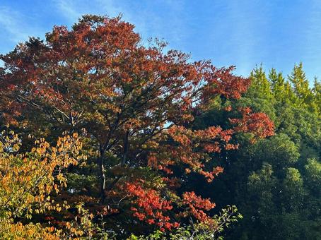 紅葉した木々の写真