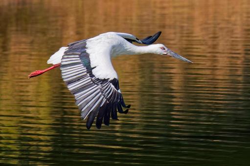 幸せを運ぶ鳥コウノトリ コウノトリ,鸛,幸せを運ぶ鳥の写真素材