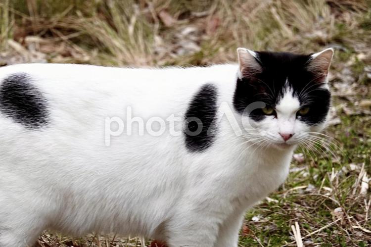 野良猫　睨む 野良猫,ノラ,猫の写真素材