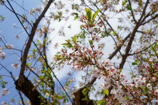 青空に映える桜 青空に映える桜の写真