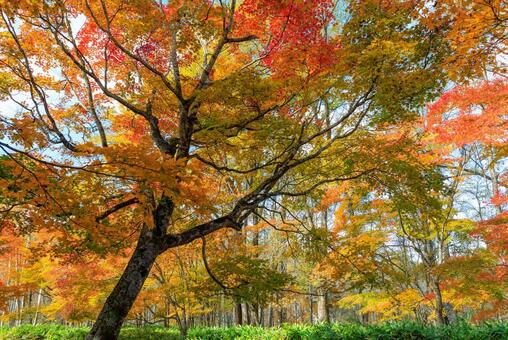 北海道の紅葉 紅葉,秋,季節の写真素材