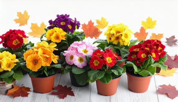 秋から春の花 プリムラ 秋から春の花 プリムラの写真
