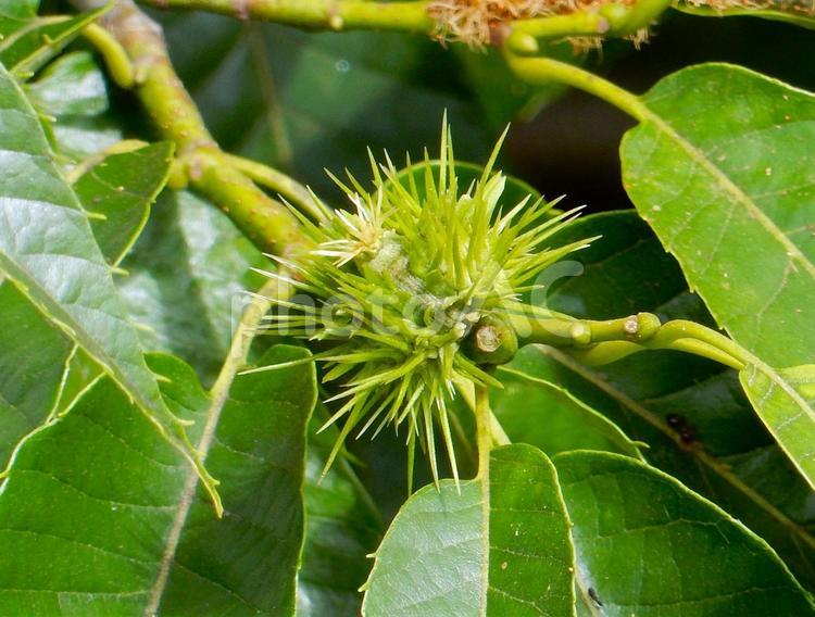 【植物写真】子どものイガグリ イガグリ,毬栗,自然の写真素材