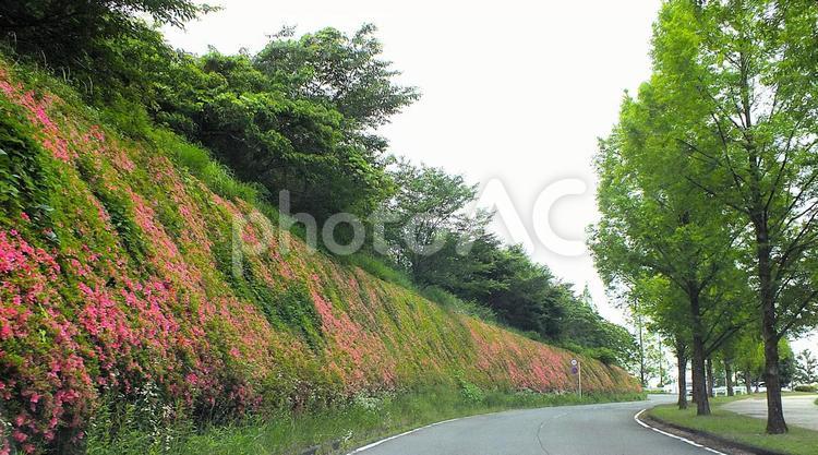 ピンク色のサツキの花が咲き始めた斜面 サツキ,街路樹,新緑の写真素材
