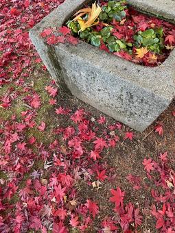 照片, 秋天的颜色, 花园, 秋天的花园, 