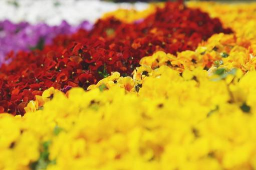 Flower Field, JPG
