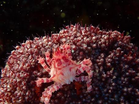 イソコンペイトウガニ イソコンペイトウガニ,カニ,マクロの写真素材