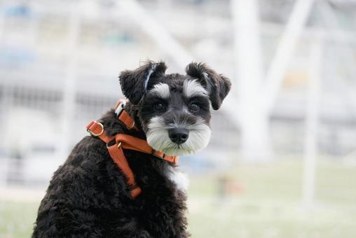 ミニチュアシュナウザーのポートレート 犬,ミニチュアシュナウザー,シュナウザーの写真素材