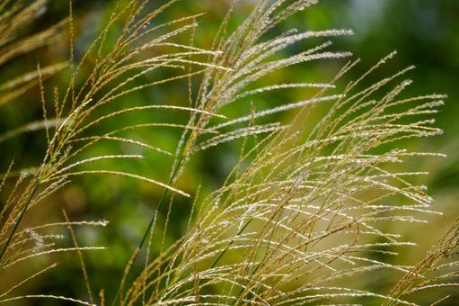 ススキ⒃ ススキ⒃ 植物,ススキ,すすきの写真素材