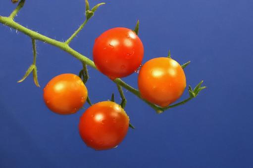 朝つゆのミニトマト 朝つゆのミニトマト 野菜,食べ物,食材の写真素材
