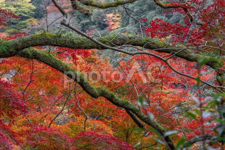 紅葉　箕面大滝探訪 紅葉,背景素材,風景素材の写真素材
