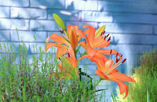 オレンジのユリの花・コキア オレンジのユリの花・コキア ユリ,オレンジ色,花の写真素材